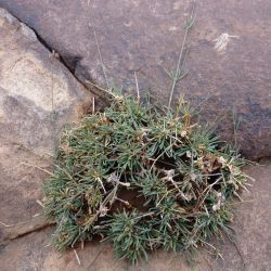 Polycarpaea akkensis