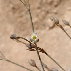 Polycarpaea akkensis