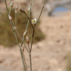 Polycarpaea akkensis