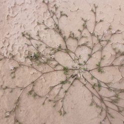 Polycarpaea robbairea