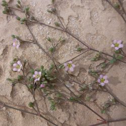 Polycarpaea robbairea