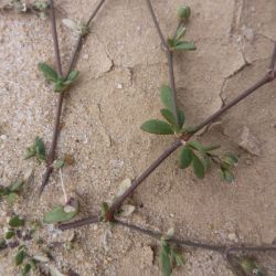 Polycarpaea robbairea