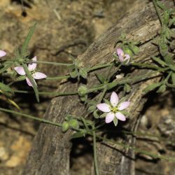 Rhodalsine geniculata