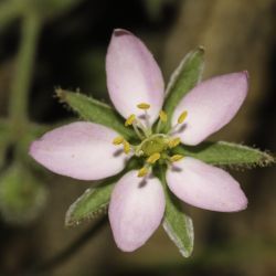 Rhodalsine geniculata