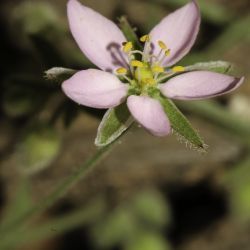 Rhodalsine geniculata