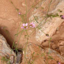 Rhodalsine geniculata