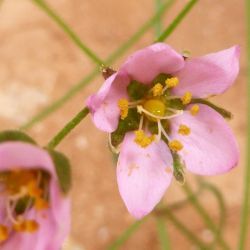 Rhodalsine geniculata