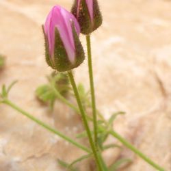 Rhodalsine geniculata