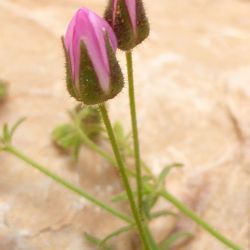 Rhodalsine geniculata