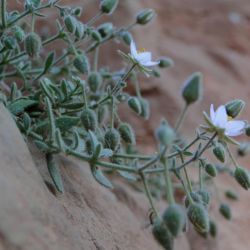 Rhodalsine geniculata