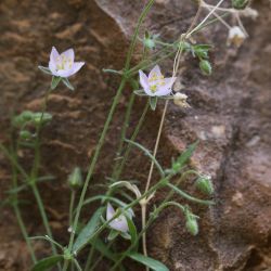 Rhodalsine geniculata
