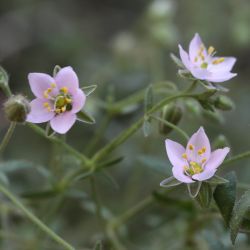 Rhodalsine geniculata
