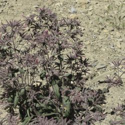 Saponaria glutinosa