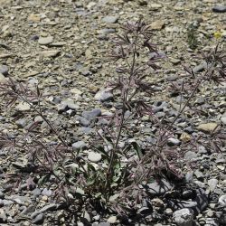 Saponaria glutinosa
