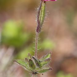 Silene aellenii
