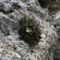 Silene andryalifolia