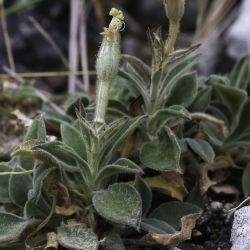 Silene andryalifolia