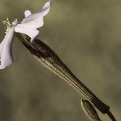 Silene boryi subsp. boryi