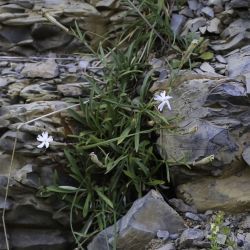 Silene boryi subsp. boryi