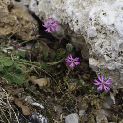 Silene colorata subsp. colorata