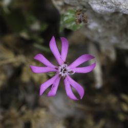 Silene colorata subsp. colorata