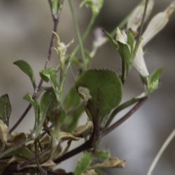 Silene colorata subsp. colorata