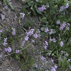 Silene colorata subsp. trichocalycina