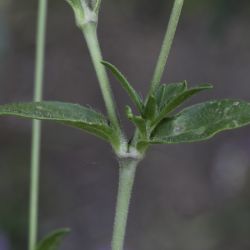 Silene colorata subsp. trichocalycina