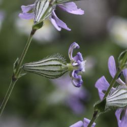 Silene colorata subsp. trichocalycina