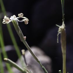 Caryophyllaceae