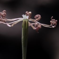Silene filipetala