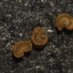 Silene filipetala