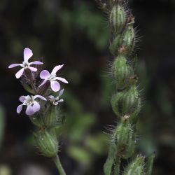 Silene gallica