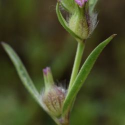 Silene gallica