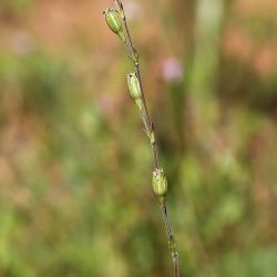 Silene gracilis