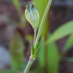 Silene gracilis