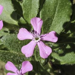 Silene ibosii subsp. ibosii