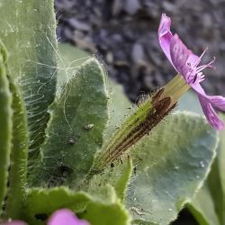 Silene ibosii subsp. ibosii