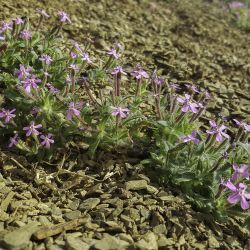 Silene ibosii subsp. ibosii