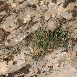 Silene mentagensis
