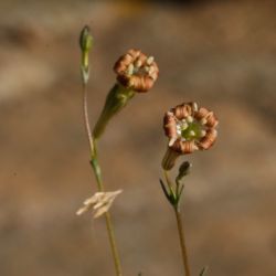 Caryophyllaceae