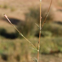 Silene mentagensis