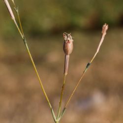 Silene mentagensis