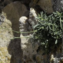 Silene mesatlantica