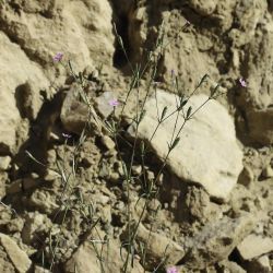 Silene muscipula subsp. muscipula