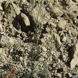 Silene muscipula subsp. muscipula