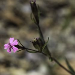 Silene muscipula subsp. muscipula