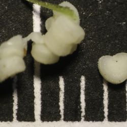 Silene muscipula subsp. muscipula