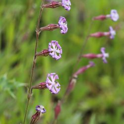 Silene nicaeensis