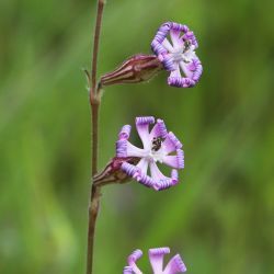 Silene nicaeensis